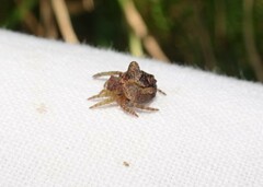 Dolophones turrigera