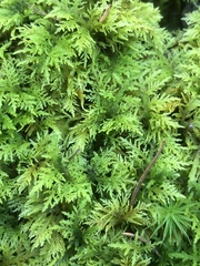 Thuidium delicatulum