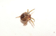 Dolophones turrigera