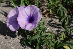 Ipomoea cairica image