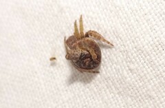 Dolophones turrigera