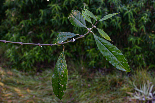 Lasianthus kilimandscharicus subsp. kilimandscharicus image