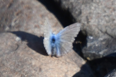 Polyommatus kamtshadalis