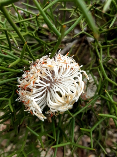 Isopogon teretifolius