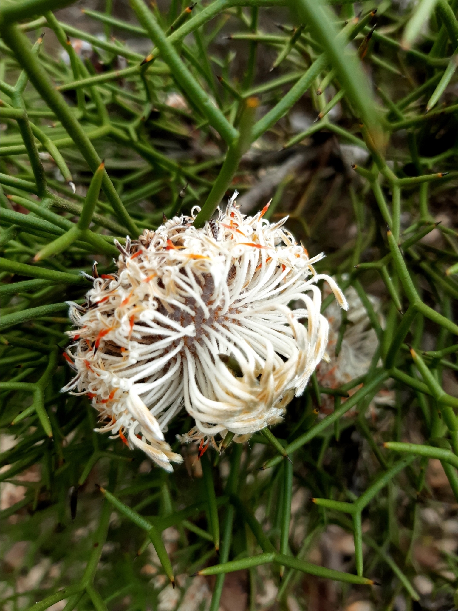 Isopogon teretifolius