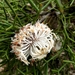 Isopogon teretifolius - Photo (c) Bushmonger, μερικά δικαιώματα διατηρούνται (CC BY-NC), uploaded by Bushmonger