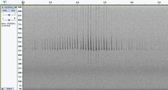 Pipistrellus pipistrellus