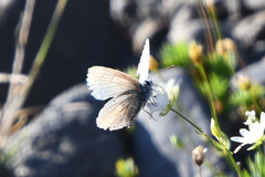 Polyommatus kamtshadalis