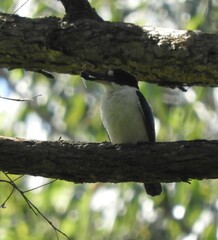 Todiramphus macleayii