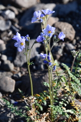 Polemonium boreale