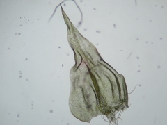 Thuidium delicatulum