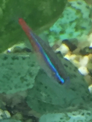 Paracheirodon innesi