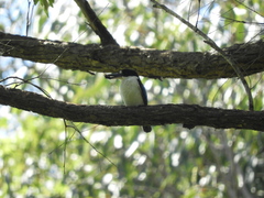 Todiramphus macleayii