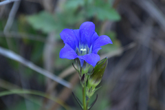 Gentiana manshurica