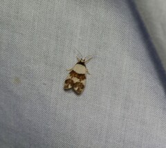 Philenora aspectalella