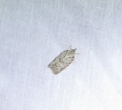 Isotenes miserana