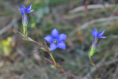 Gentiana manshurica