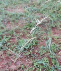 Aristida adscensionis