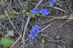 Gentiana manshurica