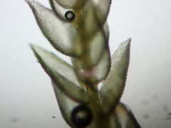 Thuidium delicatulum