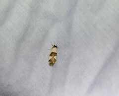 Philenora aspectalella