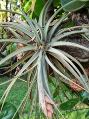 Tillandsia pohliana