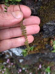 Asplenium trichomanes quadrivalens