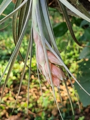 Tillandsia pohliana