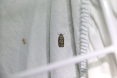 Isotenes miserana