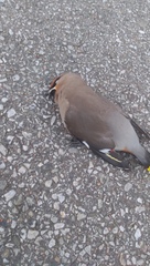Bombycilla garrulus garrulus