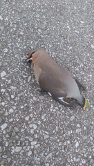 Bombycilla garrulus garrulus