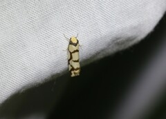 Scaptesyle dichotoma