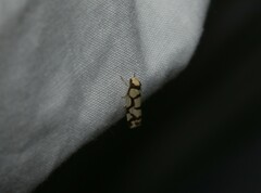 Scaptesyle dichotoma