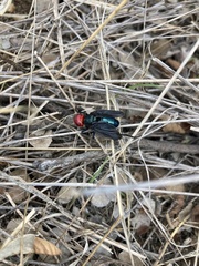 Bromophila caffra