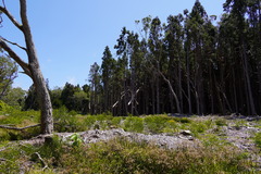 Cryptomeria japonica image