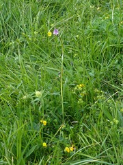 Traunsteinera globosa