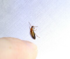Statira
