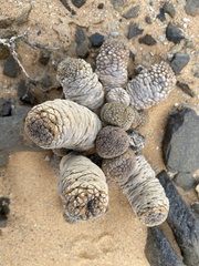 Larryleachia marlothii