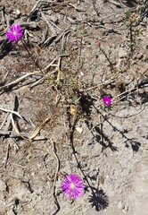 Lampranthus emarginatus
