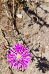 Lampranthus emarginatus