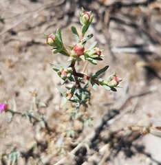 Lampranthus emarginatus