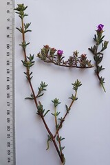 Lampranthus emarginatus