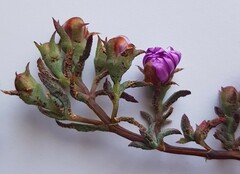 Lampranthus emarginatus