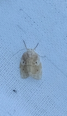 Schistophleps bipuncta