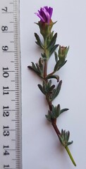 Lampranthus emarginatus