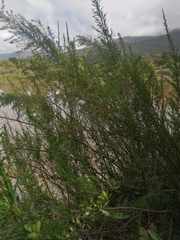 Cliffortia strobilifera