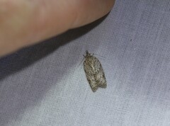 Isotenes miserana
