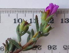 Lampranthus emarginatus