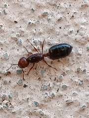 Crematogaster schmidti