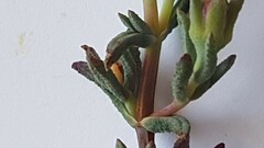 Lampranthus emarginatus